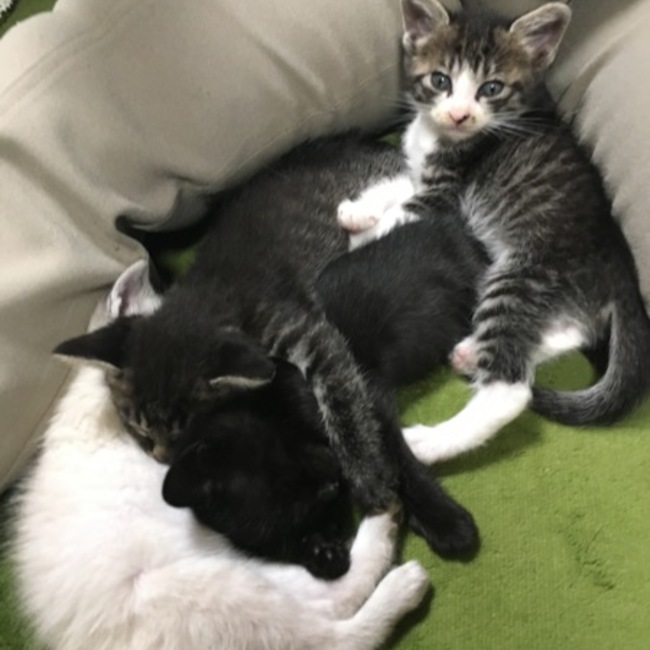 ゆきみじゅんのカバー写真