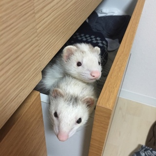 フェレットの里親さん募集