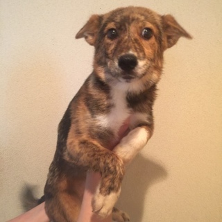 決定・人懐っこいブリンドルMIX♀2♪