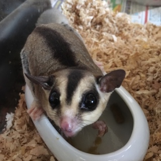 フクロモモンガ オス 里親募集