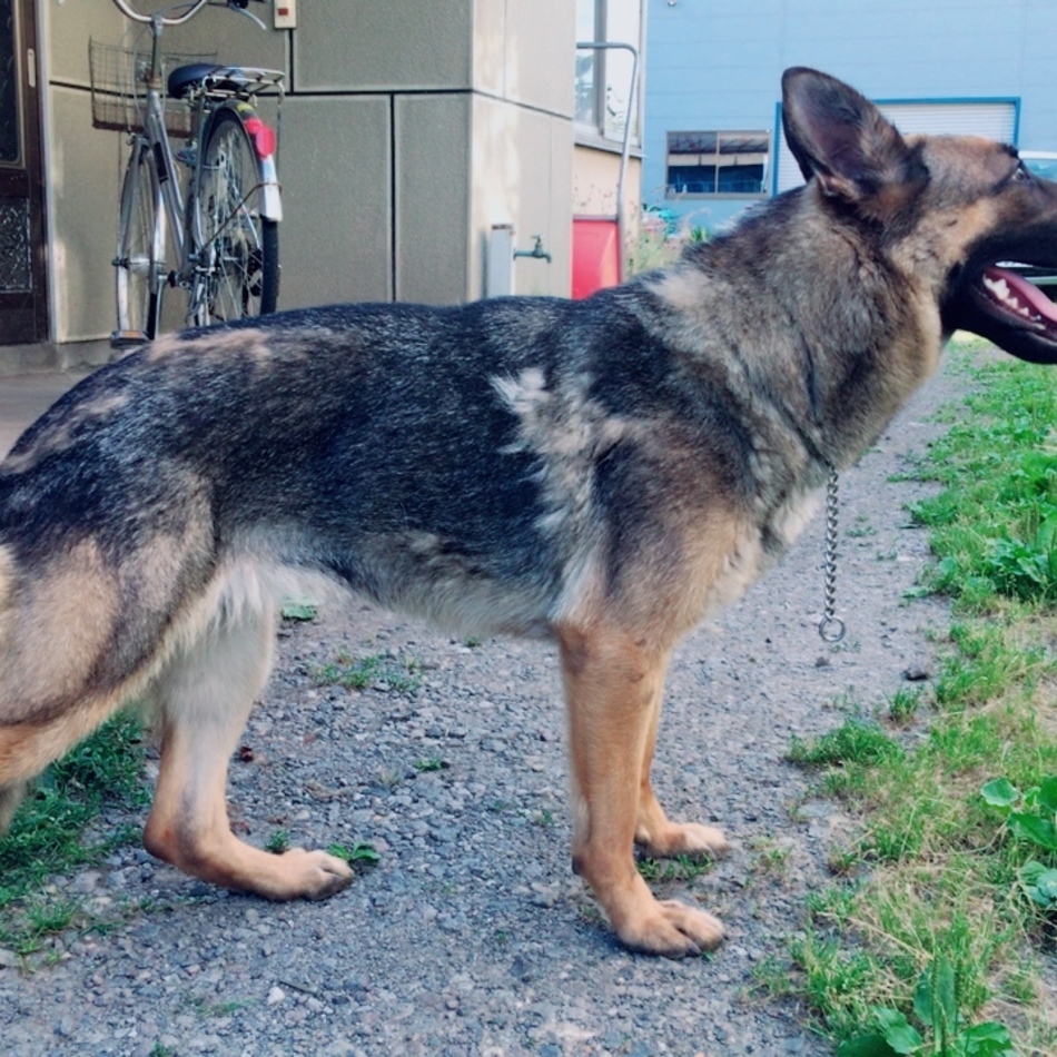 リブのカバー写真