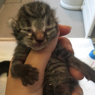 生まれたばかりの子猫