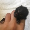 生まれたばかりの子猫 サムネイル2