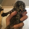 生まれたばかりの子猫 サムネイル3