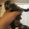 生まれたばかりの子猫 サムネイル4