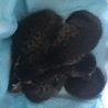 生まれたばかりの子猫 サムネイル5
