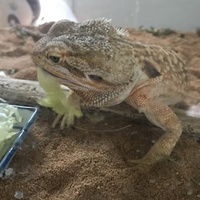 レオ