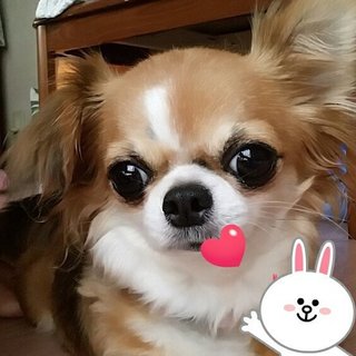 心疾患のあるチワワのわらびちゃん