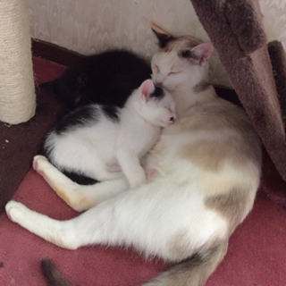 親子猫募集