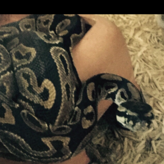 ボールパイソンノーマル♂里親募集