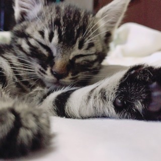 甘えん坊の男の子