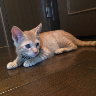 美形茶トラくん