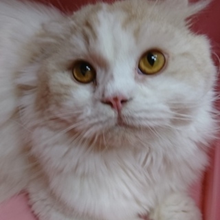 スコF★りょうくん★男の子・折耳・中長毛・1歳