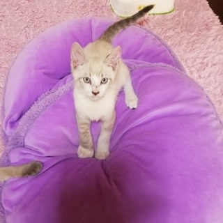 ホワイトタイガー模様の可愛いプリンスくん