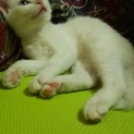 白猫　ブルーアイ　白子猫