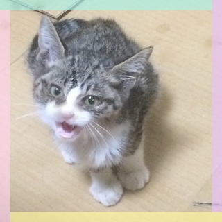 2ヶ月のキジ白男の子