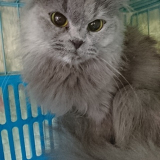 スコF☆まりもちゃん☆女の子・立耳・３歳・長毛