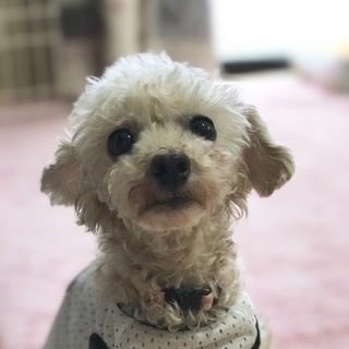 小さなトイプーの女の仔*かりんちゃん