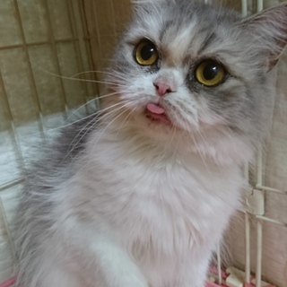 スコF☆ペコちゃん☆女の子・立耳・３歳・中長毛