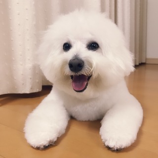 大切に育てて頂ける方を探しています。