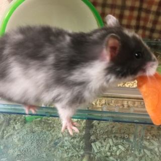 ブラックドミナントスポット  短毛 女の子1匹