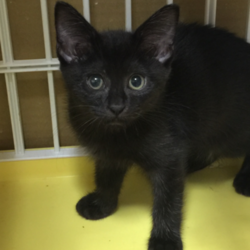 三重県桑名市　７月３０日（日）リトルパウエイド臨時譲渡会