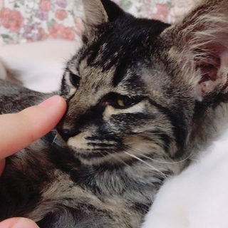 忠犬ならぬ忠猫…！？とても人懐こい子です＾＾