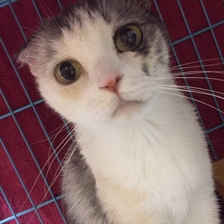 甘えん坊なスコ