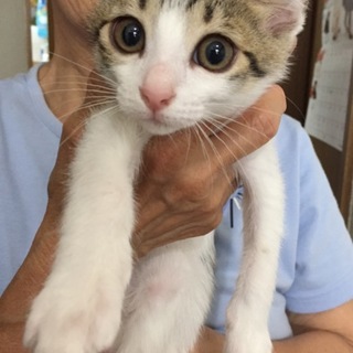 可愛い子猫の里親さんを募集しています