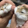 seinooo さん
