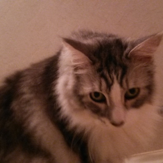 チョコ好きのカバー写真