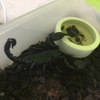 チャグロサソリ(アダルト)♂