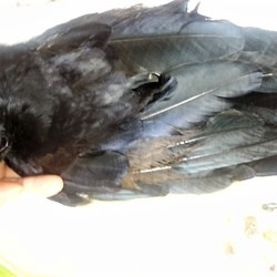 「たまの悪癖」サムネイル2