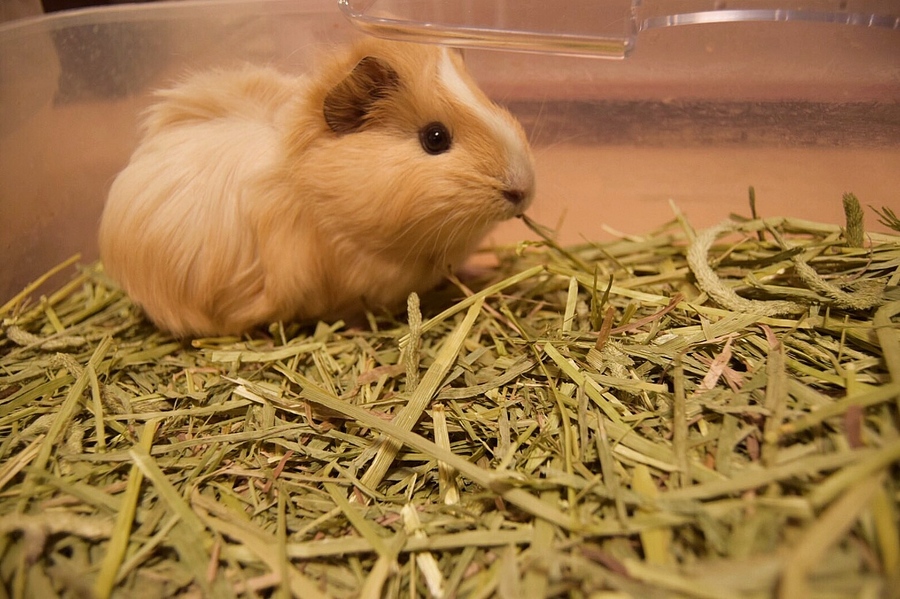 モルモット 2匹 サムネイル2