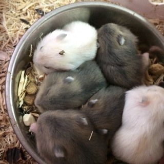 ｼﾞｬﾝｶﾞﾘｱﾝﾊﾑｽﾀｰ赤ちゃん