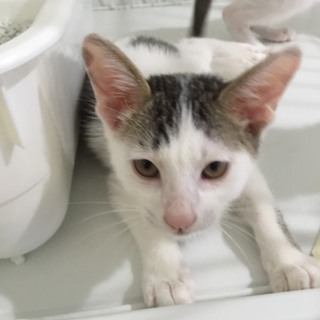 可愛い子猫の里親さん募集中