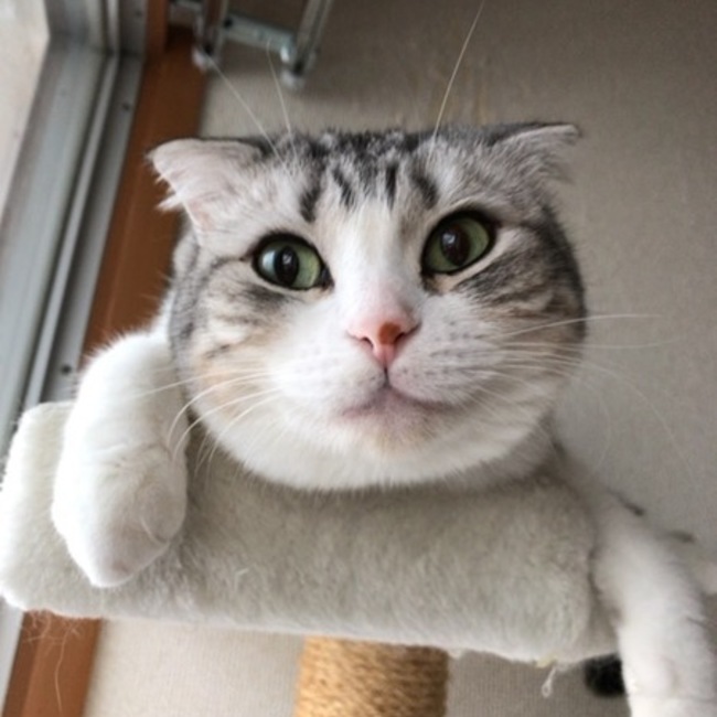 シフォーンちゃんのカバー写真