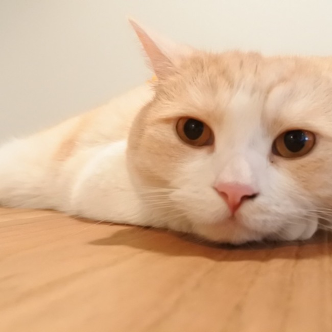 あややん8のカバー写真