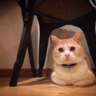 スコティッシュ♂里親募集です。