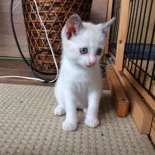 耳としっぽがグレーで、白の男の子