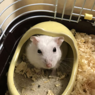 ジャンガリアンハムスター　オス　名前はSnow