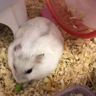 ジャンガリアンハムスター　メス