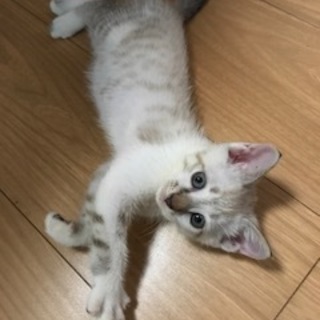 健康診断済５５０ｇブルーの目の女の子　