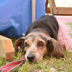 夕涼みの譲渡会