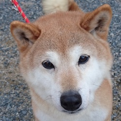 夕涼みの譲渡会 サムネイル2