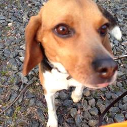 夕涼みの譲渡会 サムネイル3