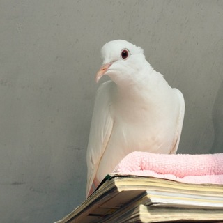 ギンバト雄の里親さんを募集しております