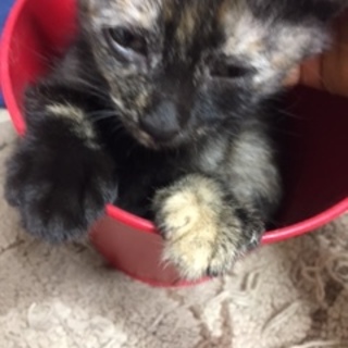 お膝が大好きネネちゃん