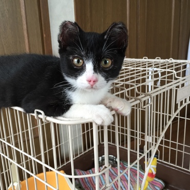 初めまして！　霞（かすみ）と申します。これから、お兄ちゃん達に沢山遊んで貰います。