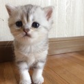 ６月25日生まれ、生後１ヶ月のミヌエット